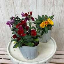 画像をギャラリービューアに読み込む, 【予約商品:1/18発送】エリシマム・カクテルパーティー 花苗3ポットセット