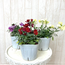 画像をギャラリービューアに読み込む, 【予約商品:1/18発送】エリシマム・カクテルパーティー 花苗3ポットセット