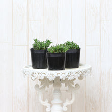 画像をギャラリービューアに読み込む, 【予約商品:3/4発送】シバザクラ・フロックストロット(芝桜) 花苗 4ポットセット