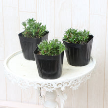 画像をギャラリービューアに読み込む, 【予約商品:3/4発送】シバザクラ・フロックストロット(芝桜) 花苗 4ポットセット