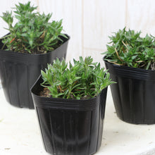 画像をギャラリービューアに読み込む, 【予約商品:3/4発送】シバザクラ・フロックストロット(芝桜) 花苗 4ポットセット