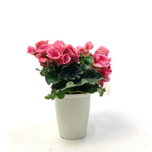 画像をギャラリービューアに読み込む, ベゴニア・エラチオール・ストロベリーフィールズ 1鉢