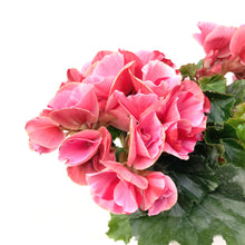 画像をギャラリービューアに読み込む, ベゴニア・エラチオール・ストロベリーフィールズ 1鉢