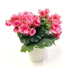 画像をギャラリービューアに読み込む, ベゴニア・エラチオール・ストロベリーフィールズ 1鉢