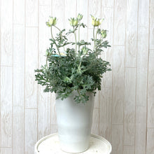 画像をギャラリービューアに読み込む, 【販売期間:3月26日まで】フランネルフラワー・フェアリームーン 6号 1鉢