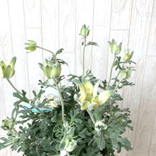 画像をギャラリービューアに読み込む, 【販売期間:3月26日まで】フランネルフラワー・フェアリームーン 6号 1鉢