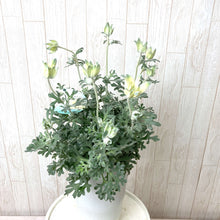 画像をギャラリービューアに読み込む, 【販売期間:3月26日まで】フランネルフラワー・フェアリームーン 6号 1鉢