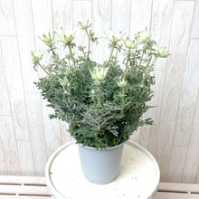 画像をギャラリービューアに読み込む, 【予約商品:3/18発送】フランネルフラワー・リトルエンジェル 4号 1鉢