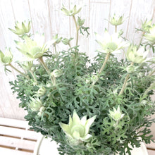 画像をギャラリービューアに読み込む, 【予約商品:3/18発送】フランネルフラワー・リトルエンジェル 4号 1鉢