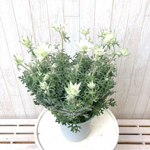 画像をギャラリービューアに読み込む, 【予約商品:3/18発送】フランネルフラワー・リトルエンジェル 4号 1鉢