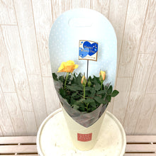 画像をギャラリービューアに読み込む, 【予約商品:3/11発送】ミニバラ・ホワイトソワレ 1鉢