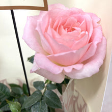 画像をギャラリービューアに読み込む, 【予約商品:3/11発送】ミニバラ・ホワイトソワレ 1鉢