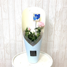 画像をギャラリービューアに読み込む, 【予約商品:3/11発送】ミニバラ・ホワイトソワレ 1鉢