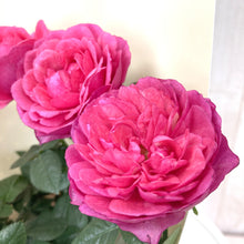 画像をギャラリービューアに読み込む, 【予約商品:3/11発送】ミニバラ・ホワイトソワレ 1鉢