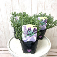 画像をギャラリービューアに読み込む, 【予約商品:3/18発送】ラベンダー ストエカス・ダークパープル 花苗 4ポットセット