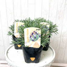 画像をギャラリービューアに読み込む, 【予約商品:3/18発送】ラベンダー ストエカス・パープルウィング 花苗 4ポットセット