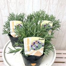 画像をギャラリービューアに読み込む, 【予約商品:3/18発送】ラベンダー ストエカス・パープルウィング 花苗 4ポットセット