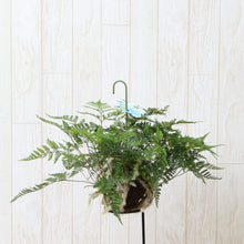 画像をギャラリービューアに読み込む, 【予約商品:4/15発送】トキワシノブ フタマティルマニ 苔玉吊鉢 3号 1鉢