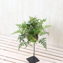 画像をギャラリービューアに読み込む, 【予約商品:4/15発送】トキワシノブ フタマティルマニ 苔玉吊鉢 3号 1鉢