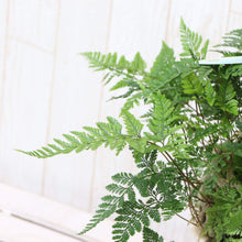 画像をギャラリービューアに読み込む, 【予約商品:4/15発送】トキワシノブ フタマティルマニ 苔玉吊鉢 3号 1鉢