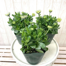 画像をギャラリービューアに読み込む, 【予約商品:3/24発送】オステオスペルマム・シルバーナイト 花苗 3ポットセット