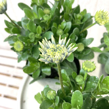 画像をギャラリービューアに読み込む, 【予約商品:3/24発送】オステオスペルマム・シルバーナイト 花苗 3ポットセット