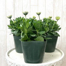 画像をギャラリービューアに読み込む, 【予約商品:3/24発送】オステオスペルマム・シルバーナイト 花苗 3ポットセット