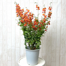 画像をギャラリービューアに読み込む, 【予約商品:3/18発送】コリゼマ・コルダツム 1鉢