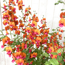 画像をギャラリービューアに読み込む, 【予約商品:3/18発送】コリゼマ・コルダツム 1鉢