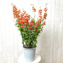 画像をギャラリービューアに読み込む, 【予約商品:3/18発送】コリゼマ・コルダツム 1鉢