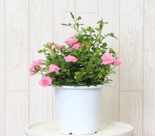 画像をギャラリービューアに読み込む, 【予約商品:4/1発送】ミニバラ ピーチ姫 1鉢