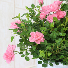 画像をギャラリービューアに読み込む, 【予約商品:4/1発送】ミニバラ ピーチ姫 1鉢