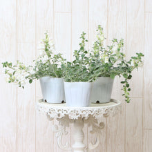 画像をギャラリービューアに読み込む, 【予約商品:4/22発送】キンギョソウ・アールグレイ(金魚草) 花苗 3ポットセット