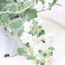 画像をギャラリービューアに読み込む, 【予約商品:4/22発送】キンギョソウ・アールグレイ(金魚草) 花苗 3ポットセット