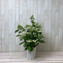 画像をギャラリービューアに読み込む, 【予約商品:5/27発送】ダルマノリウツギ 1鉢