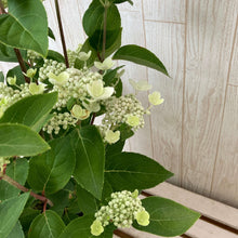 画像をギャラリービューアに読み込む, 【予約商品:5/27発送】ダルマノリウツギ 1鉢