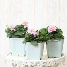 画像をギャラリービューアに読み込む, 【予約商品:4/15発送】ペチュニア・プレジャー ダブルペチコ 花苗 3ポットセット