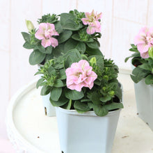 画像をギャラリービューアに読み込む, 【予約商品:4/15発送】ペチュニア・プレジャー ダブルペチコ 花苗 3ポットセット