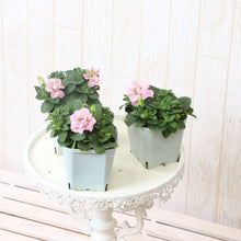 画像をギャラリービューアに読み込む, 【予約商品:4/15発送】ペチュニア・プレジャー ダブルペチコ 花苗 3ポットセット