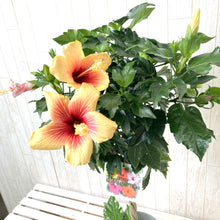 画像をギャラリービューアに読み込む, 【予約商品:6/7発送】日替わりハイビスカス(3色植えスタンダード仕立て) 6号