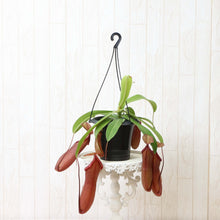 画像をギャラリービューアに読み込む, 【予約商品:4/15以降発送】ネペンテス・リンダ(ウツボカズラ) 食虫植物 5号 1鉢