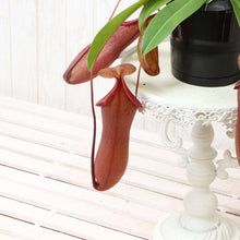 画像をギャラリービューアに読み込む, 【予約商品:4/15以降発送】ネペンテス・リンダ(ウツボカズラ) 食虫植物 5号 1鉢