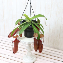 画像をギャラリービューアに読み込む, 【予約商品:4/15以降発送】ネペンテス・リンダ(ウツボカズラ) 食虫植物 5号 1鉢