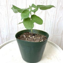 画像をギャラリービューアに読み込む, 【予約商品:6/14発送】アサガオ・かざぐるまシリーズ 3.5号 3色セット