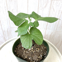 画像をギャラリービューアに読み込む, 【予約商品:6/14発送】アサガオ・ご当地シリーズ 3.5号 6種セット