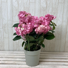 画像をギャラリービューアに読み込む, 【予約商品:5/27発送】ガクアジサイ・エンジェルワルツ 5号 1鉢