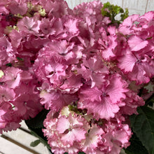 画像をギャラリービューアに読み込む, 【予約商品:5/27発送】ガクアジサイ・エンジェルワルツ 5号 1鉢