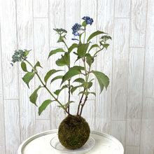 画像をギャラリービューアに読み込む, 【予約商品:5/13発送】ヤマアジサイ 苔玉仕立て