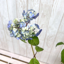 画像をギャラリービューアに読み込む, 【予約商品:5/13発送】ヤマアジサイ 苔玉仕立て