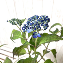 画像をギャラリービューアに読み込む, 【予約商品:5/13発送】ヤマアジサイ 苔玉仕立て
